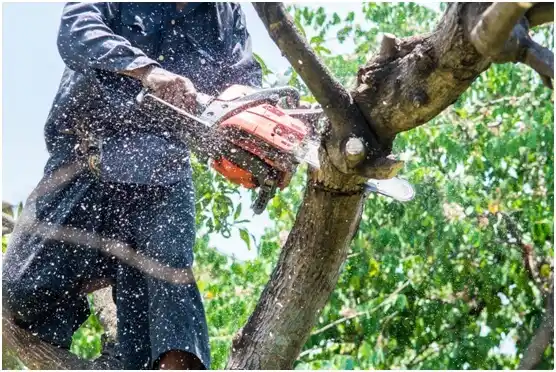 tree services Port Orchard